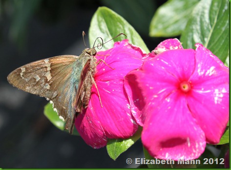 longtail skipper 2