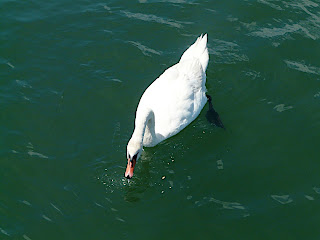 Our friend the Mute Swan. We threw her crackers and she went around to all the boats for food