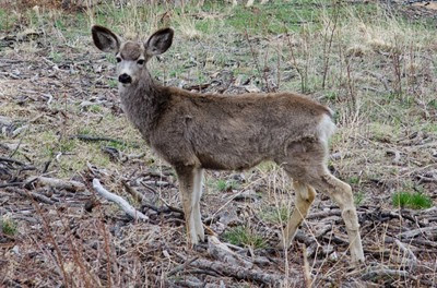 Rocky Mountain National Park-7