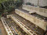 Tiered beds in our side yard planted with cabbage, broccoli, cauliflower, and arugula