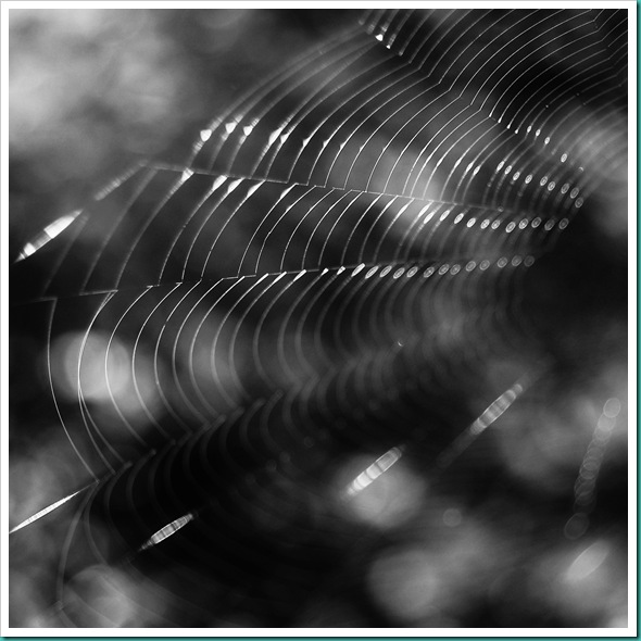 Spiderweb-Caitlin Brookes