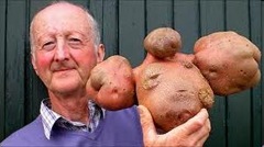 kentang terbesar di dunia