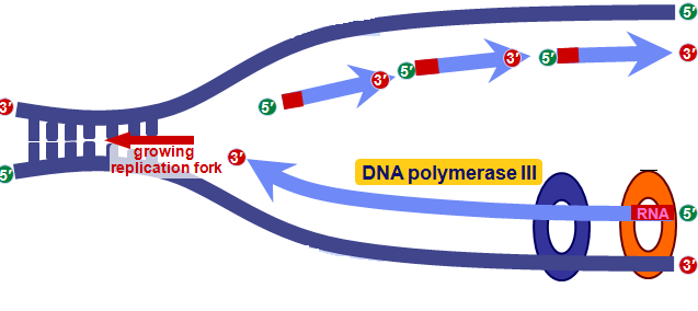 dna replication