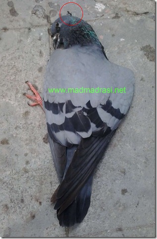 dead_pigeon_1