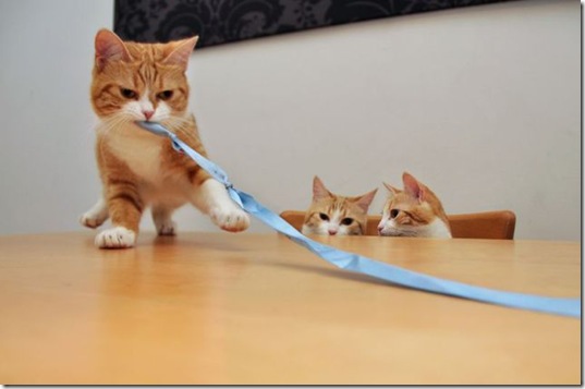 PUBLISHED by catsmob.com