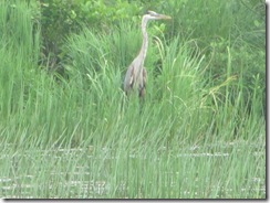 blue heron1 blue heron1