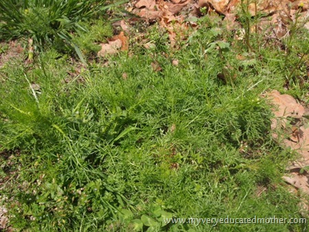 GardenUpdate6 GardenUpdate6