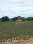 Thaïlande - Entre Khiri Khan et Hua Hin - Région productrice d'ananas