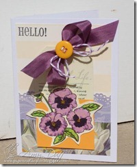 Pansy Greetings by Amy Duff