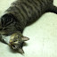 cats_chance_2011_06_10_03.jpg