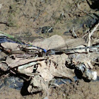 Bluet