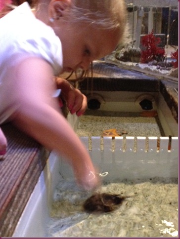 Aquarium - Chloe touching starfish