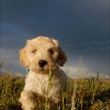 Gold Sky is a future breeding Labradoodle.