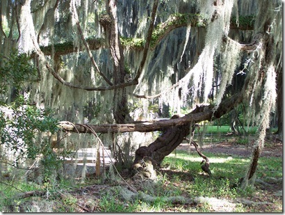 Grape Vine
