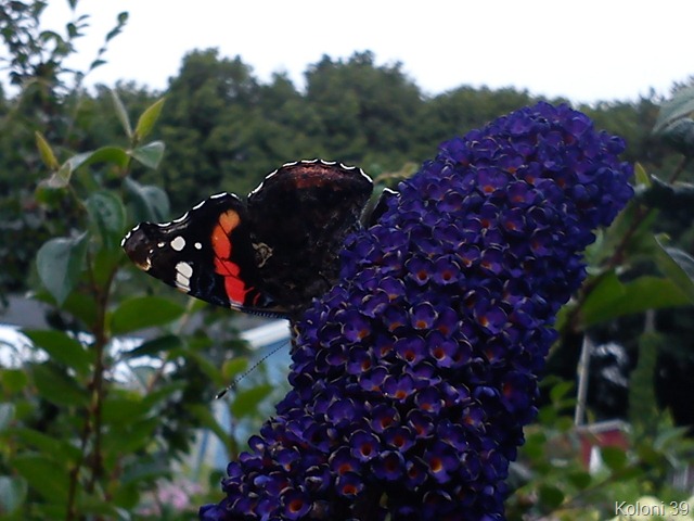 [DSC00271%255B9%255D.jpg]