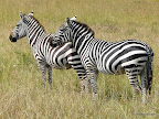 Masai Mara