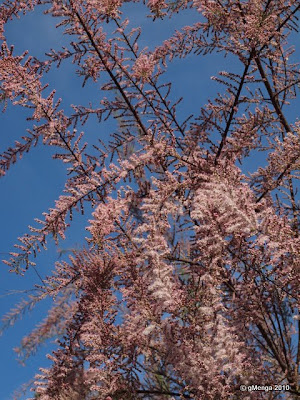 Tamaris de printemps Tamarix africana tetrandra