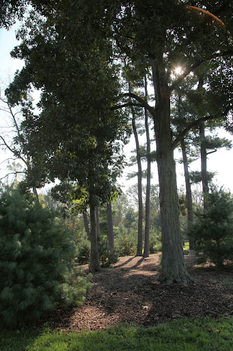 Sharkey, it is such an amazing day at the farm even if the sun is lower in the sky!  Let's play in this grove of trees!