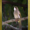 Ashy Bulbul --- Hemixos flavala02.jpg