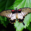 Papillon Goldorak (je dis n'importe quoi)