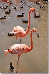 Sea World Flamingos