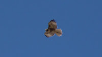 DSC03016.jpg