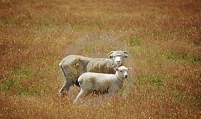[pecore-pecora-ed-agnello-nuova-zelanda%255B5%255D.jpg]