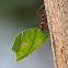Leaf-cutter Ant