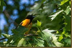 Baltimore Oriole