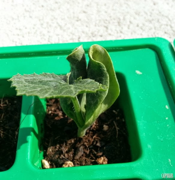 [20130426_163736%255B11%255D.jpg]