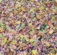 leaves leaves
