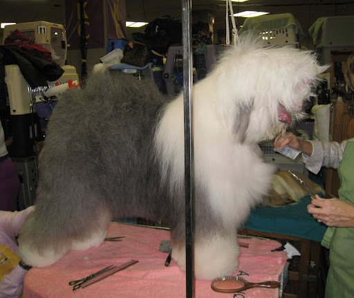 Old English Sheepdog looks stoked to get a good grooming!