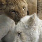lion23.jpg