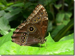 Butterfly Beauty