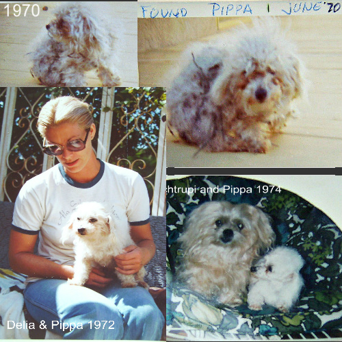 In 1970 Delia found Pippa in a field all caught up in weeds. She cared for her until Pippa passed in 1982. In 1970 Delia found Pippa in a field all caught up in weeds. She cared for her until Pippa passed in 1982.