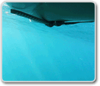 Internet photo of Hobie's Mirage Drive Fin-MotionSDW200px