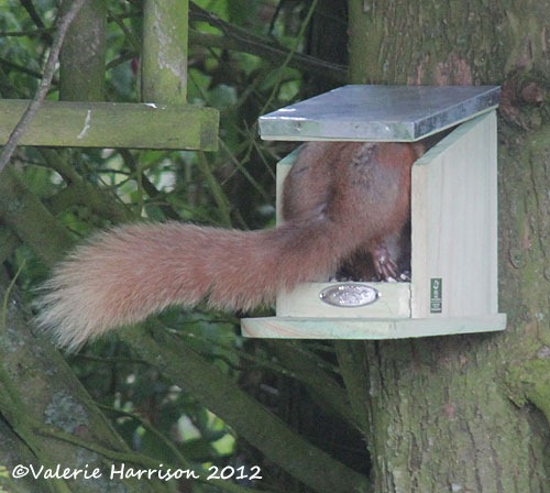 [squirrel-tail%255B2%255D.jpg]