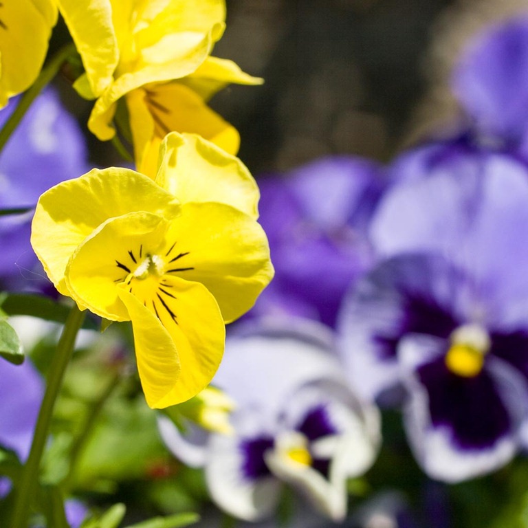 [Pansies%255B3%255D.jpg]