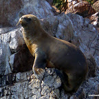 This guy was only about 30 feet from our boat.  (We don't have a zoom lens)