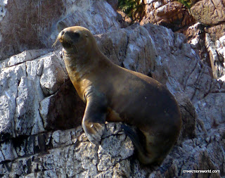 This guy was only about 30 feet from our boat.  (We don't have a zoom lens)