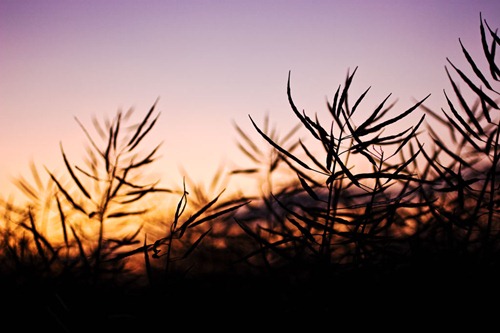 Crop-at-Sunset