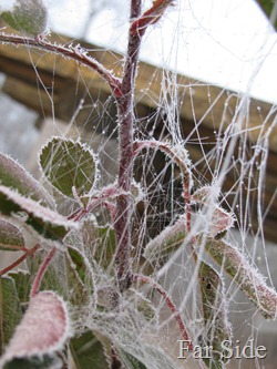 Busy spiders in the roses