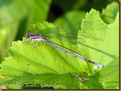 bo Violet Dancer male D7K_0251 NIKON D7000 July 19, 2011