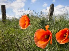 poppies_ap