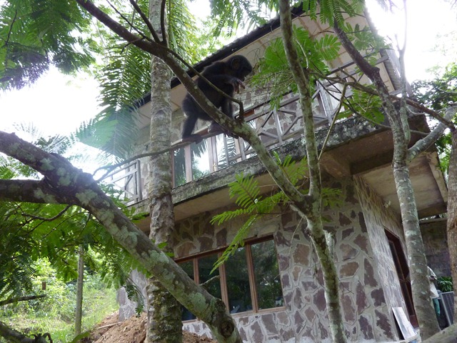 [petitbonobosurunarbre3.jpg]