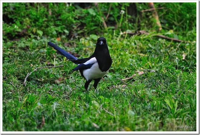 DSC_4107 DSC_4107