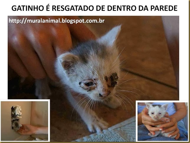 gatinho-parede