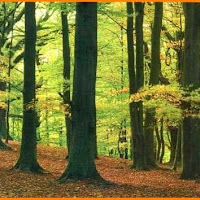 BOSQUE