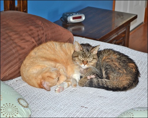 my friend is my pillow my friend is my pillow