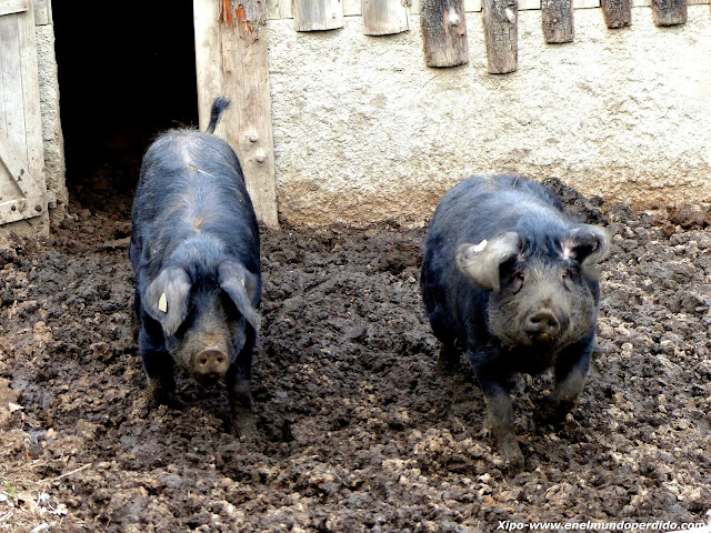 cerdo-negro-de-bigorre.JPG